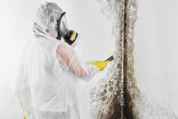 Mold Removal Process in Theodore, AL