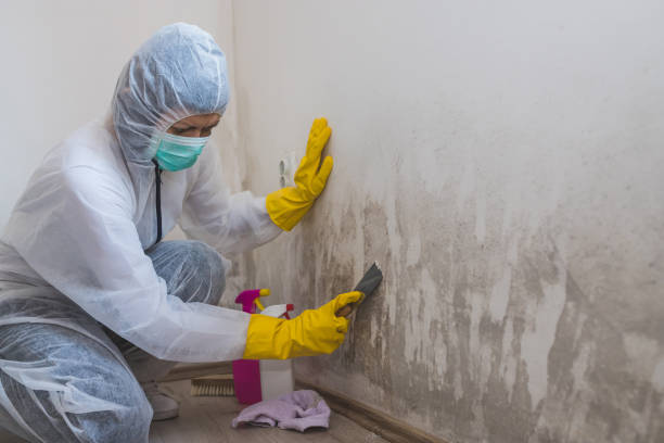 Crawl Space Mold Removal in Theodore, AL