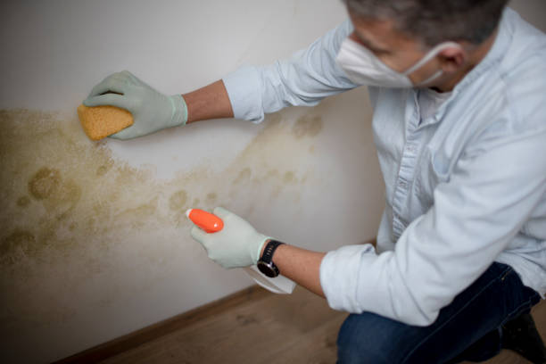 Best Mold Testing  in Theodore, AL