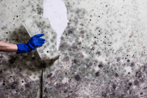 Best Local Mold Removal Service  in Theodore, AL