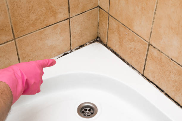 Best Toxic Mold Removal  in Theodore, AL